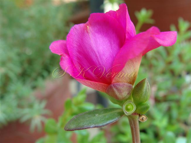  Flower-Lateral view